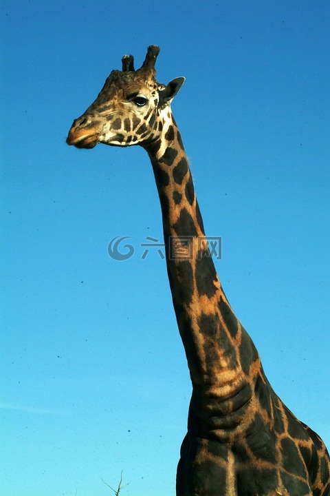 giraffee,野生動物,非洲