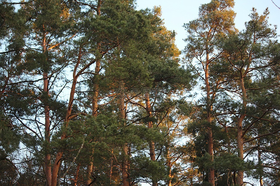 針葉樹,樹木,根松枝