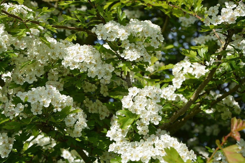 鲜花,白,山楂