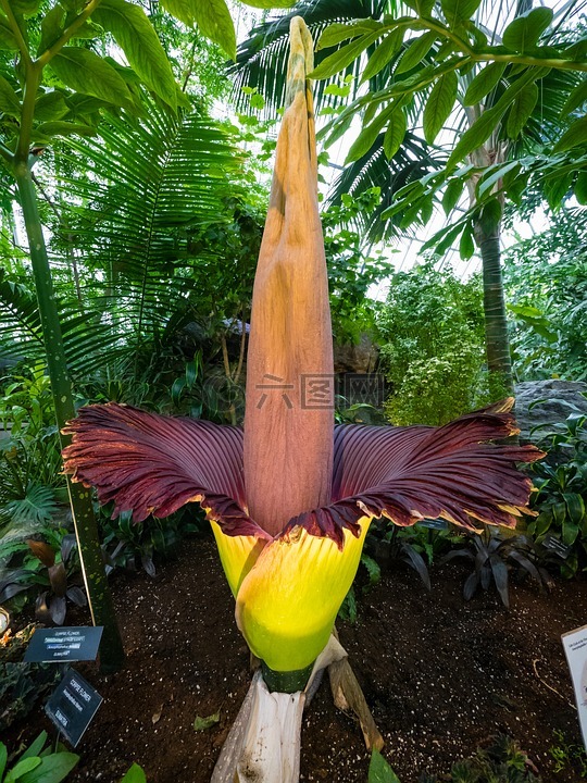 巨花魔芋,尸花、泰坦魔芋,天南星科