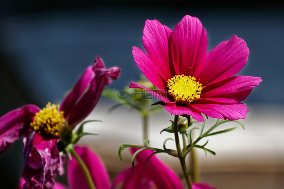 cosmea,單張闊葉 schmuckblume,宇宙