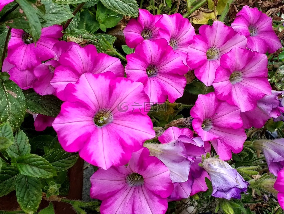 花,植物,自然
