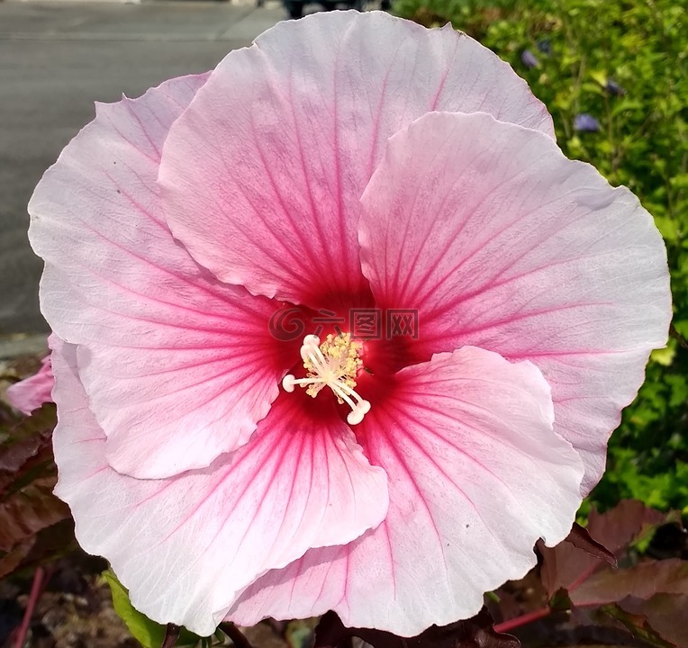 槿,花,植物