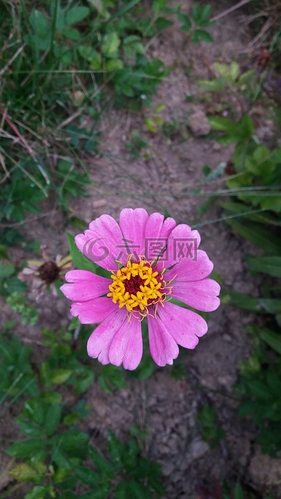 粉紅色的花朵,kv?tka,夏天