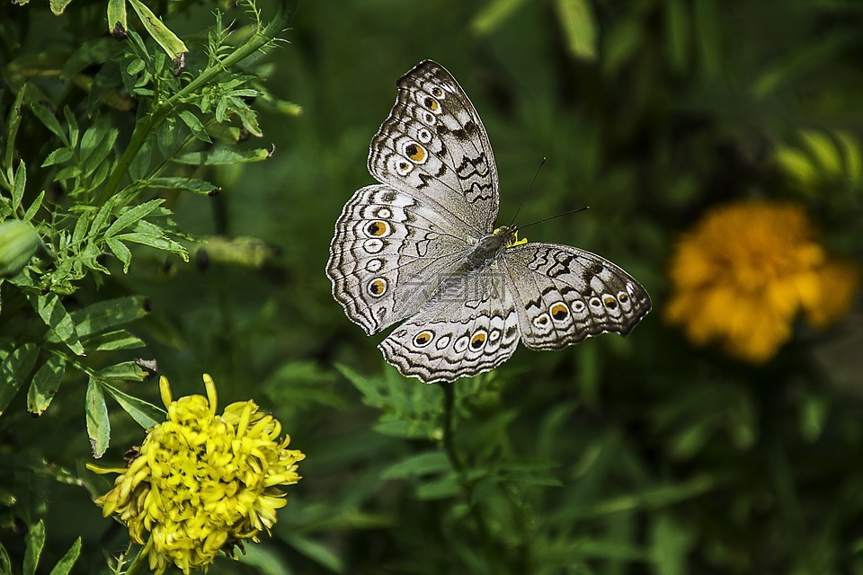 蝴蝶,泰国,国家公园。