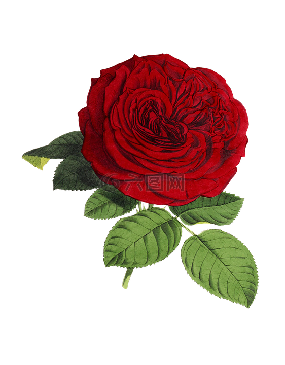 玫瑰,花,鲜花
