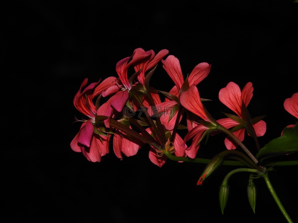 花,紅色,黑色