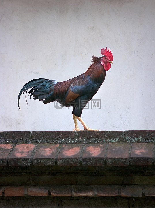 雞,動物,公雞