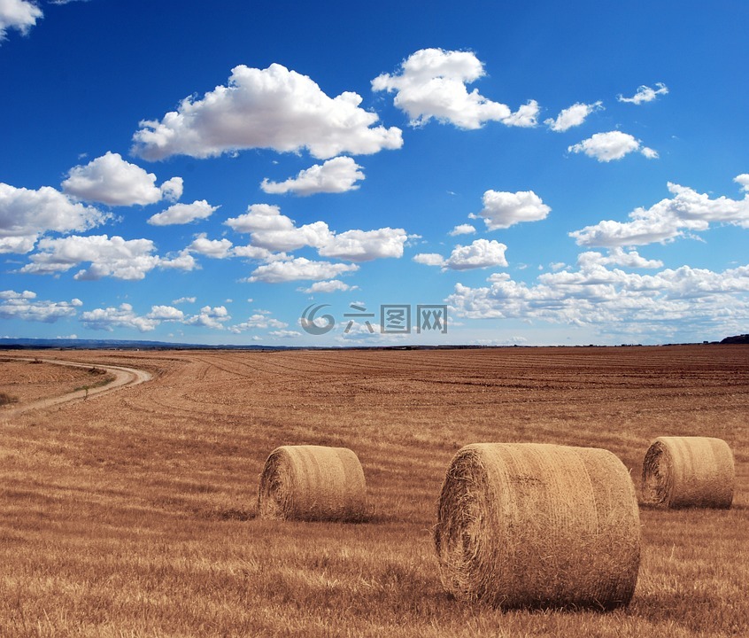 字段,農業,收獲