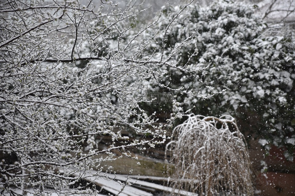 雪,冬天,冰