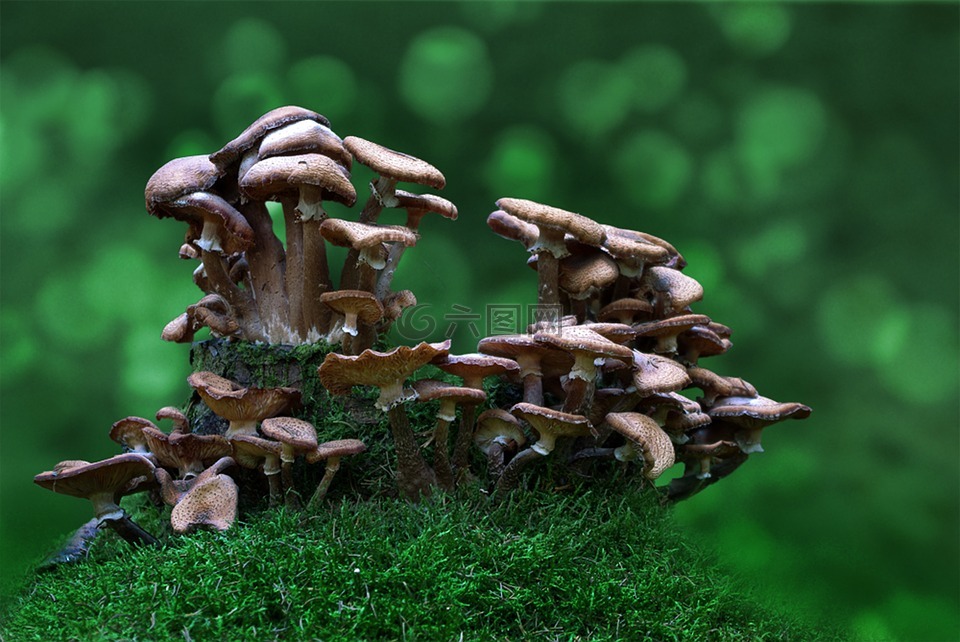 蘑菇,森林,有毒