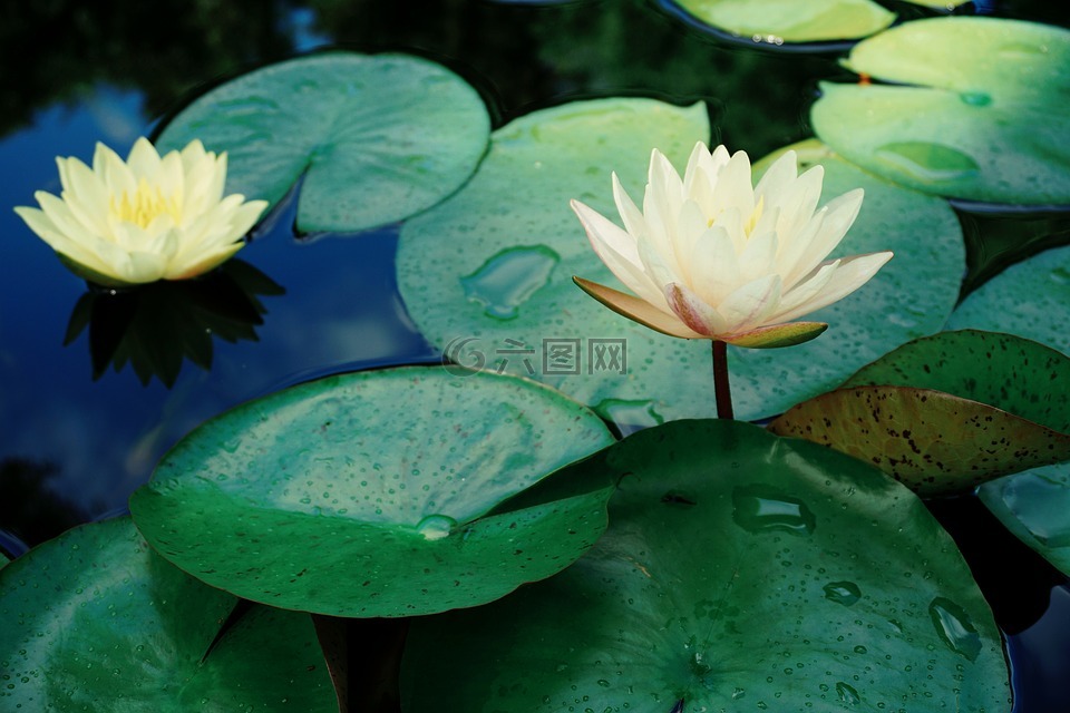 荷花,池塘,荷葉