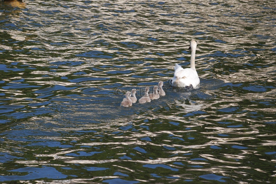天鵝,cygnets,水禽