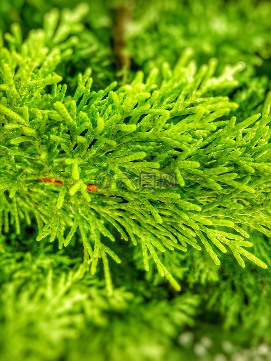 植物,綠色,葉