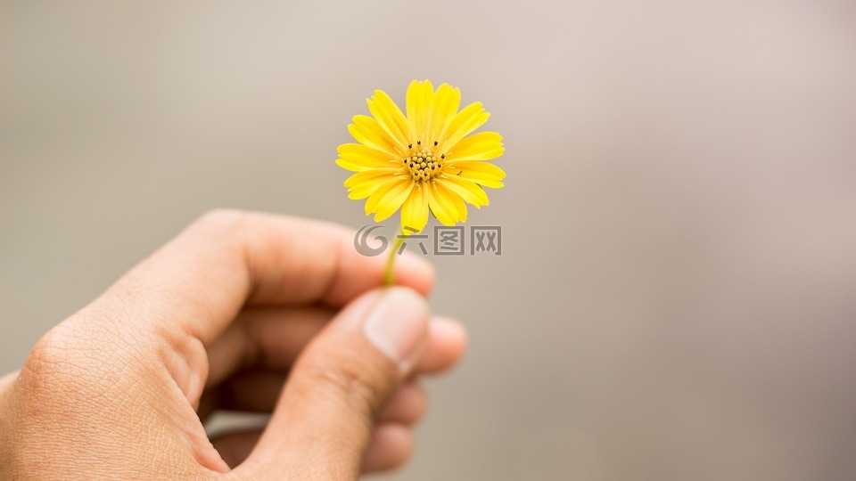 黃色的花,鮮花,手持花