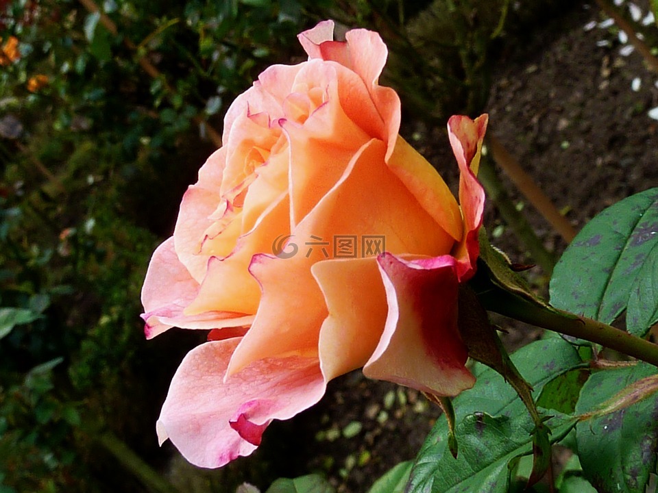玫瑰,粉紅色,玫瑰花
