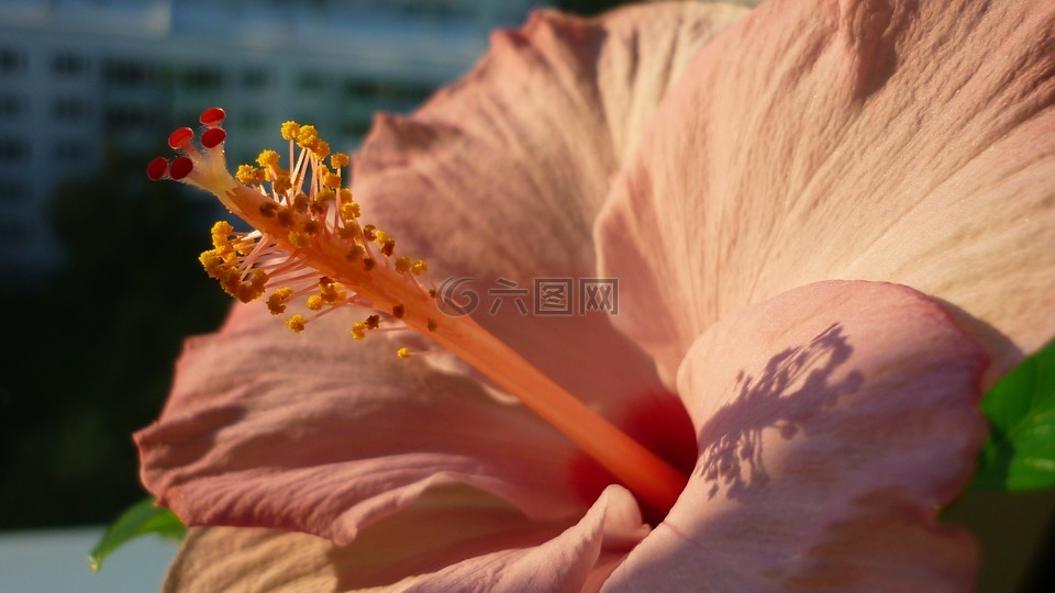 芙蓉,花,观赏植物