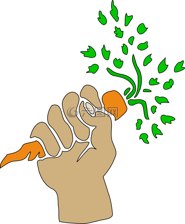 胡蘿卜,手,植物