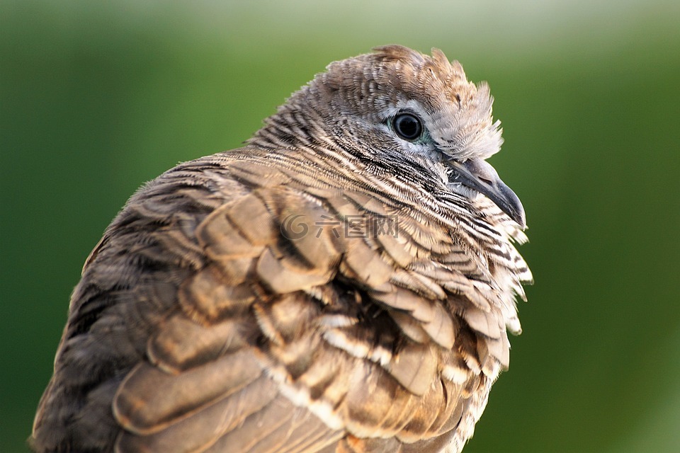 動(dòng)物,動(dòng)物攝影,鳥(niǎo)