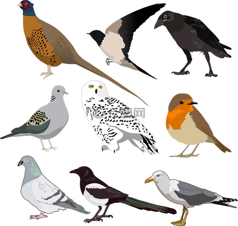 鳥,集合,野生
