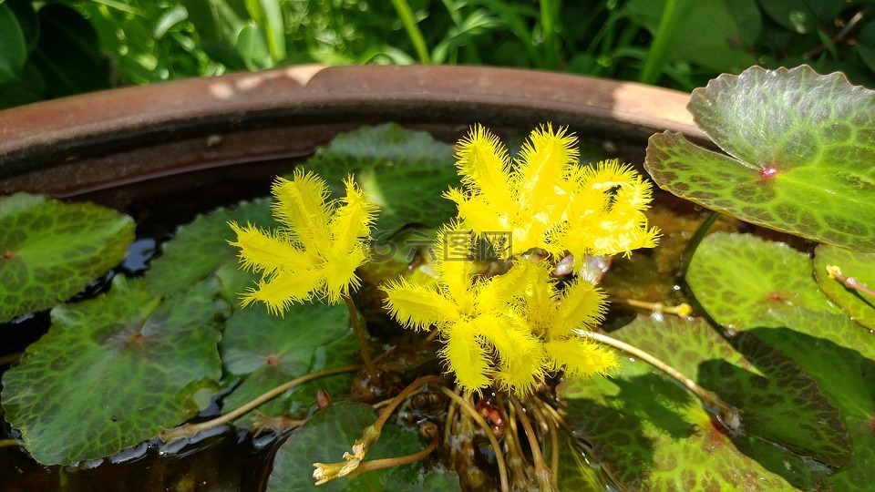鲜花,水生植物,水百合