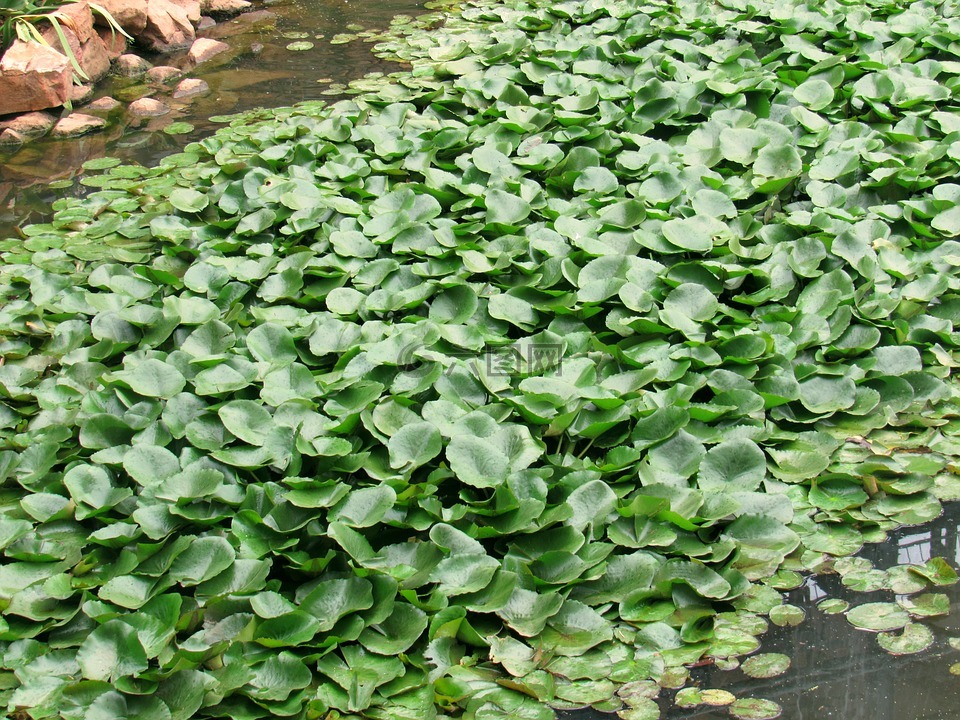 水葫蘆,池,花園