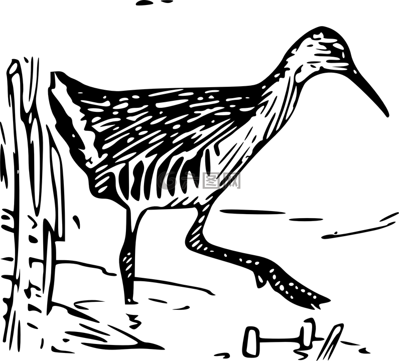 鳥(niǎo),王鐵路,rallus 線蟲(chóng)