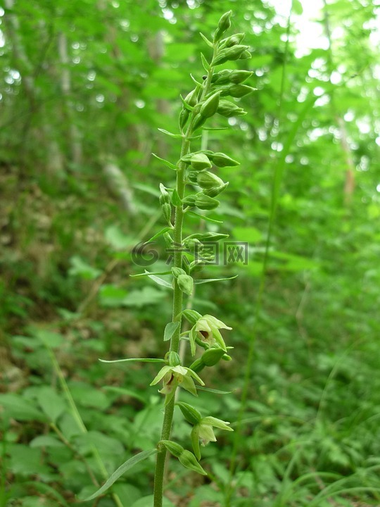 spitzlippige helleborine,德國蘭花,小小的花