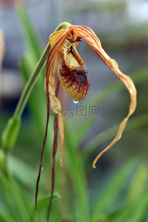 phragmipedium,蘭花,植物