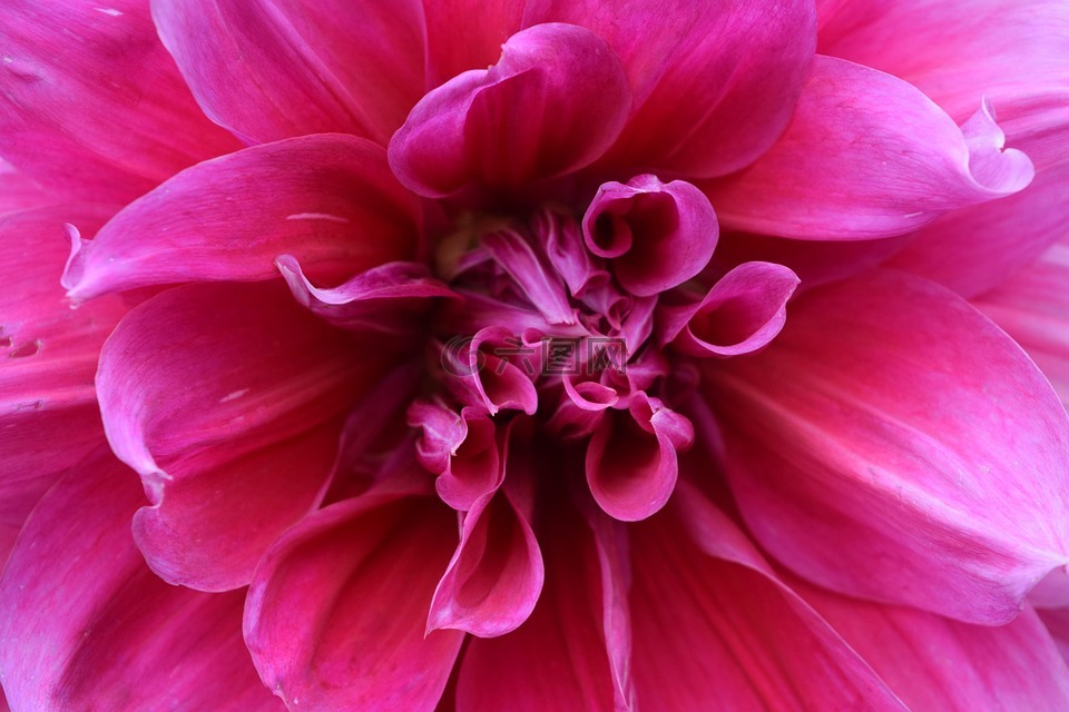 花,花瓣,性质
