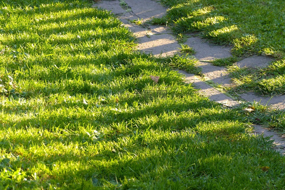 草坪,路徑,花園