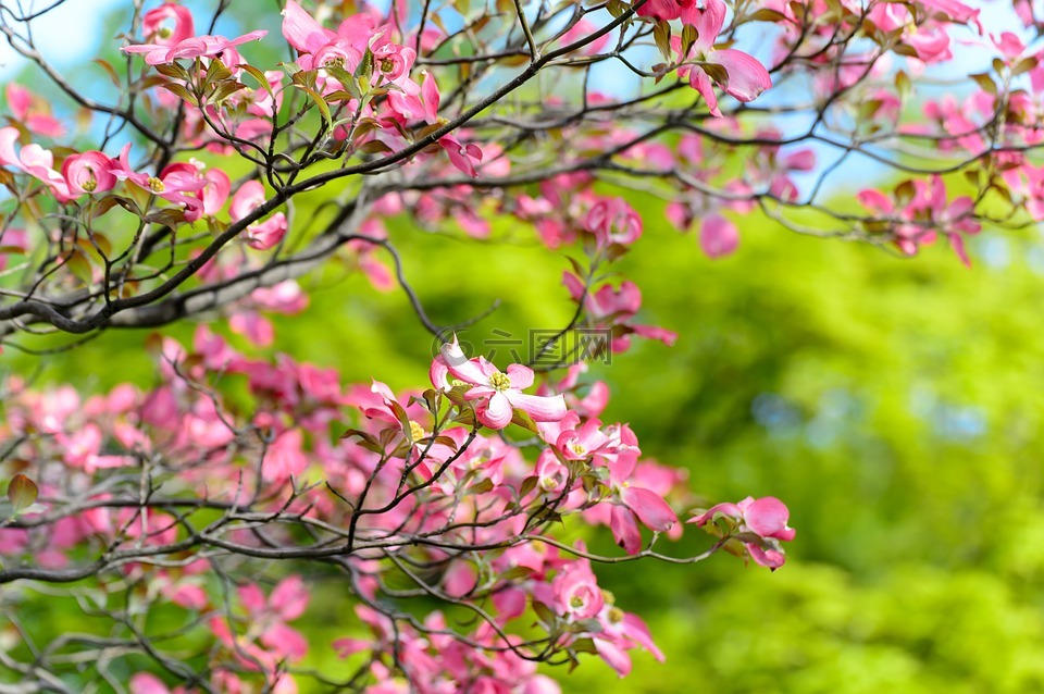 景观,自然,鲜花