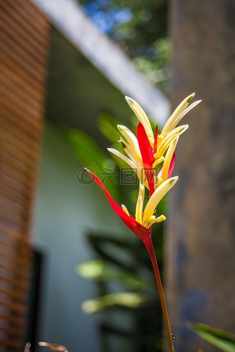 泰國(guó),廠,花