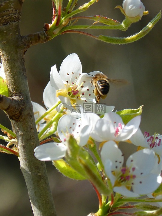 蜜蜂,libar,昆蟲