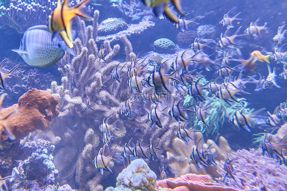 水族館,魚,海底世界