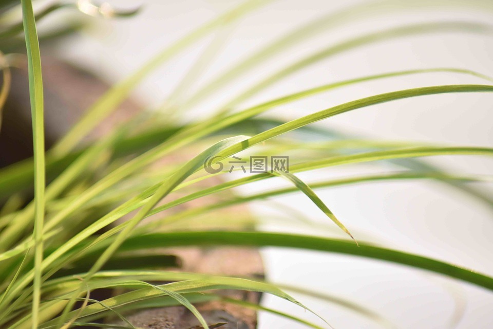 葉子,長,植物