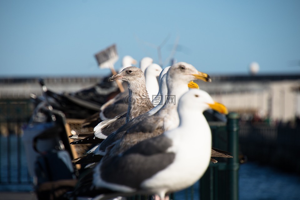 鳥,海鷗,塢站
