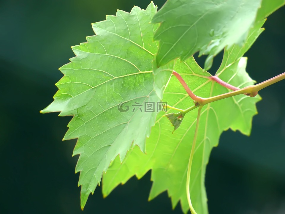 葡萄,植被,綠色