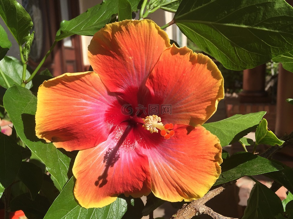 紅色,槿,花