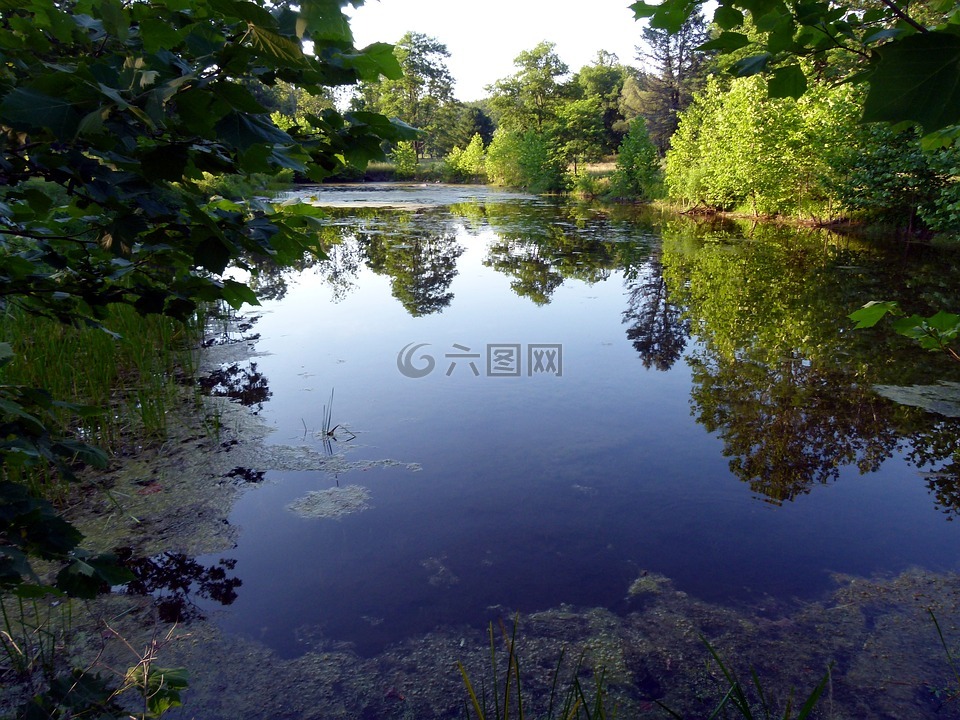 湖,反思,樹