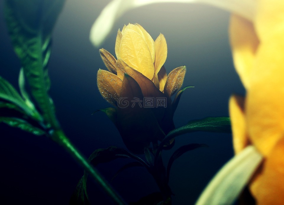 花卉,黃色,植物