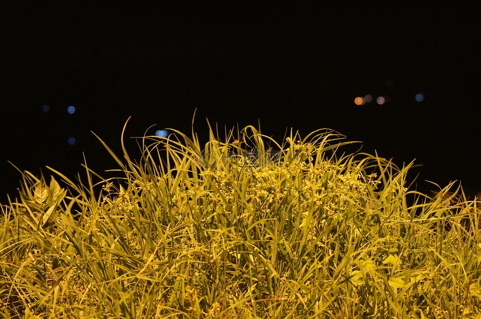 晚,景觀,芬蘭