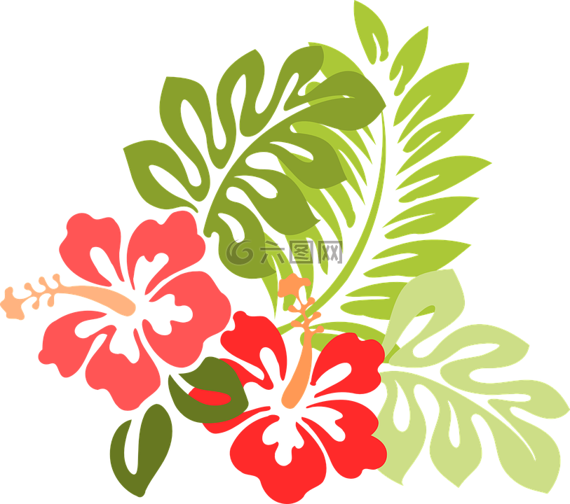 槿,花,葉