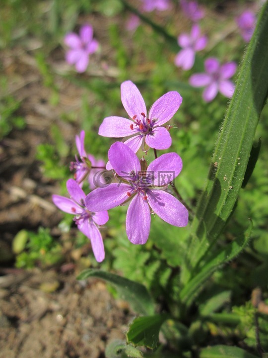 彪 cicutarium,redstem filaree,redstem 鸛條例草案