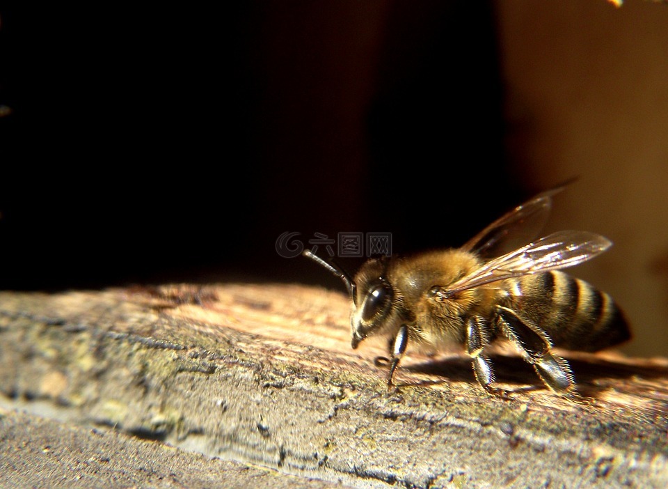 蜜蜂,春天,花蜜