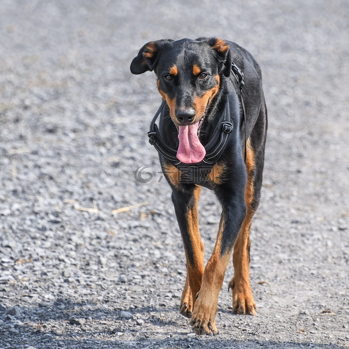 狗,交易所beauceron,步行