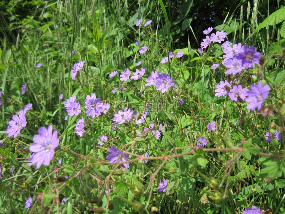 天竺葵pyrenaicum,野花,植物區(qū)系