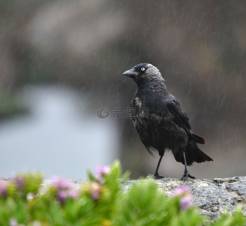 寒鴉,濕,雨