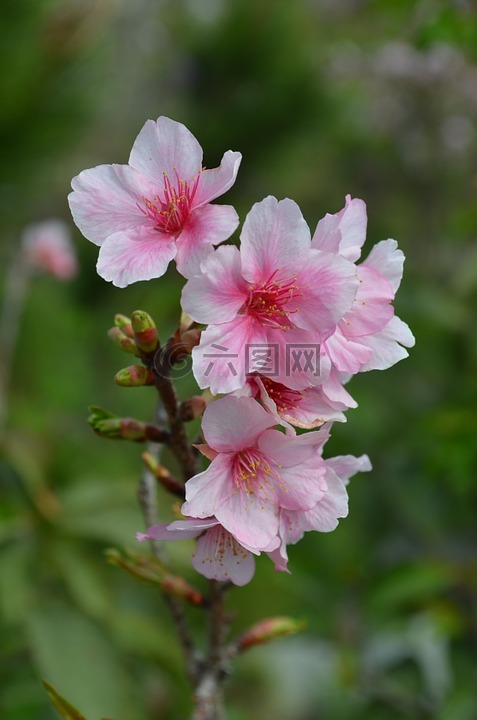 櫻花,花,花朵