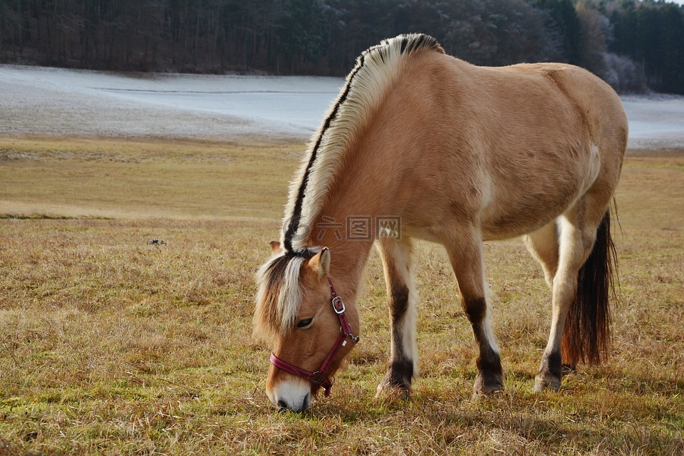 馬,挪威峽灣馬,牧場